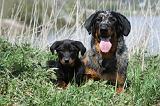 BEAUCERON - ADULTS and PUPPIES 032
